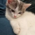 Photo of Guinevere