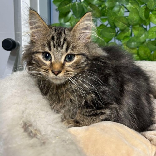 🧶 Freddie 5915 🧶