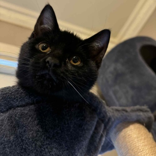 Frank - Located in Preston