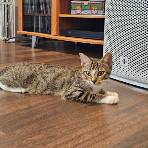 No photo for Macadamia 🤍