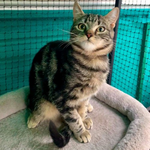 Aeson ** 2nd Chance Cat Rescue **