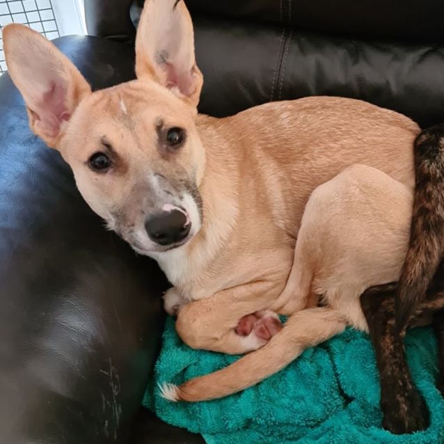 Amstaff german shepherd mix deals