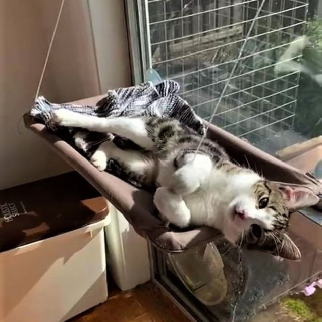 Photo of Giselle ^Dandy Cat Rescue^