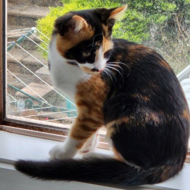 Photo of Bandit ^^Dandy Cat Rescue^^