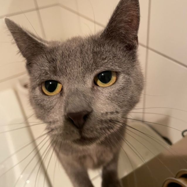 Photo of Violetta Meet Me At Petstock Keysborough 