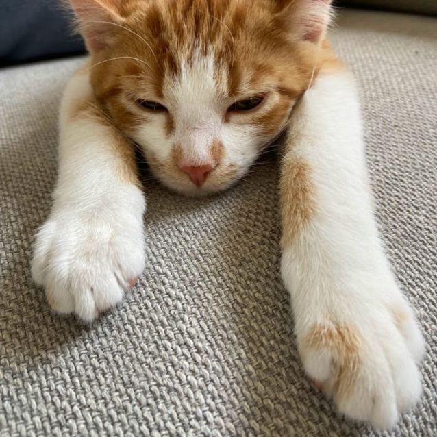 Photo of Dandelion