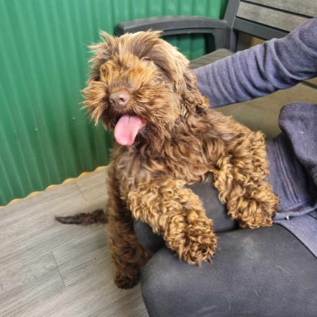 Photo of Coco
