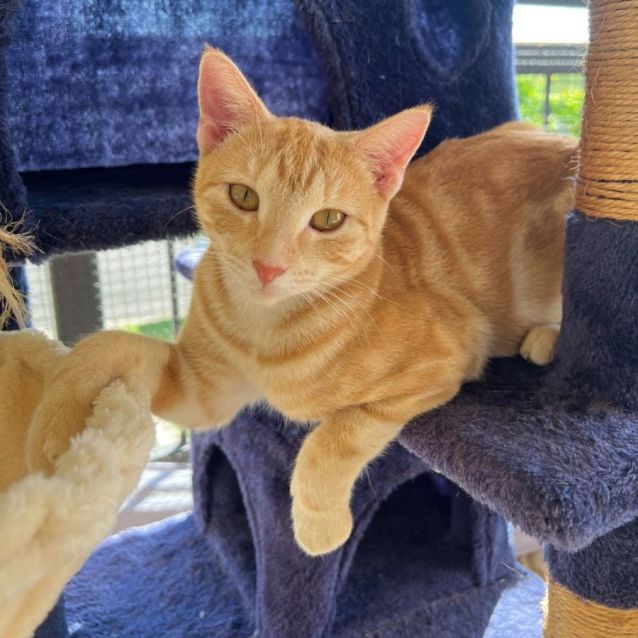 Photo of Marmalade