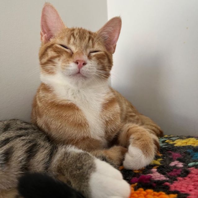 Photo of Max *9 Lives Project Rescue*