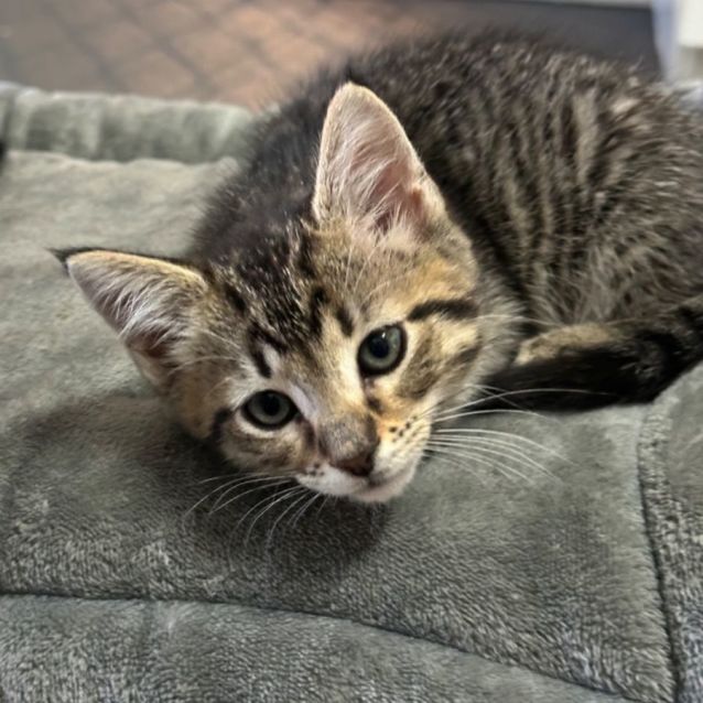 Photo of Evie 😻👑