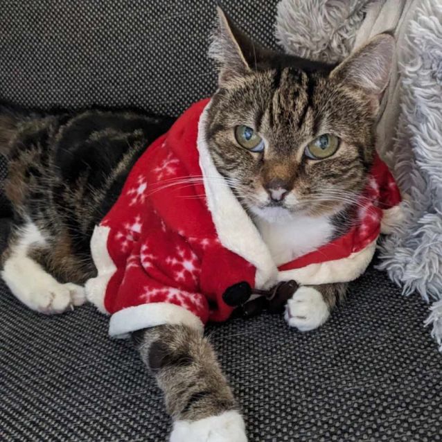 Photo of Tigerlily   In Foster Care In Carlton North