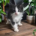 Photo of Ciro