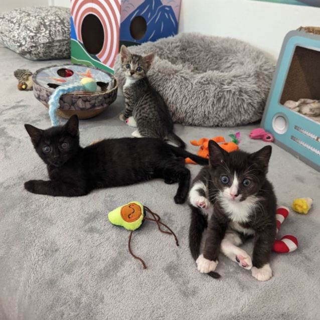 Photo of Alain Prost 