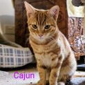Photo of Cajun Meet Me At Petstock Carrum Downs 