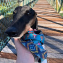 Photo of Darcy Girl