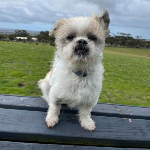 Milo