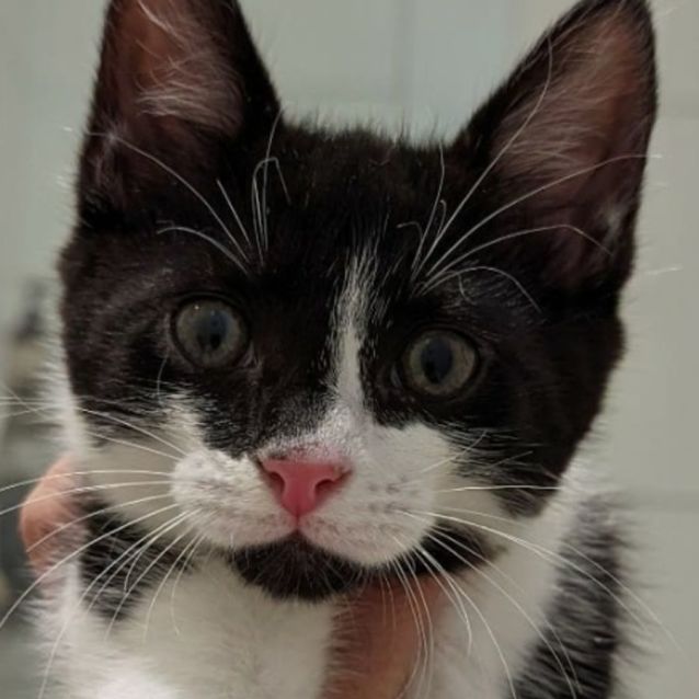 Photo of Apollo