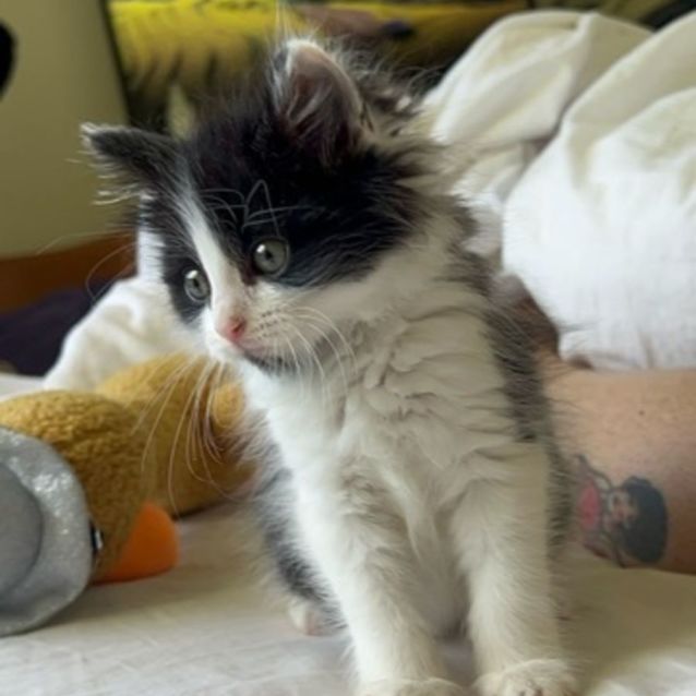 Photo of Todd (Tubbs)