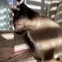 Photo of Simon (Kitten)