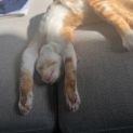 Photo of Dandelion