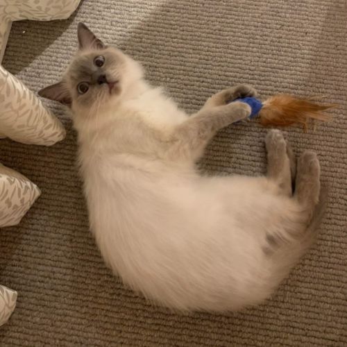 Gracie