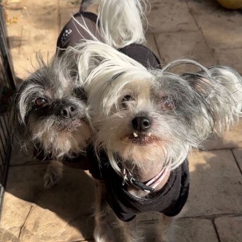 Tillie & Aisla - Chinese Crested