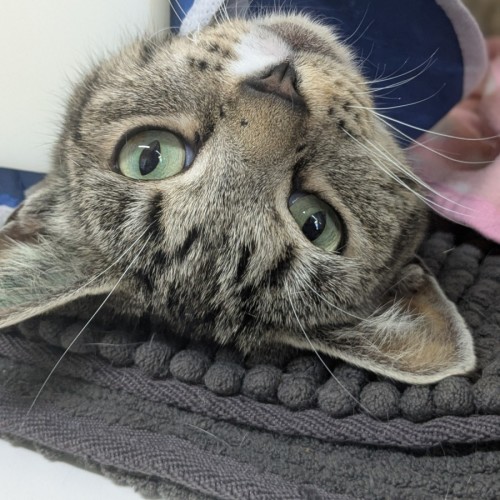 🌻 Marla 5796 🌻