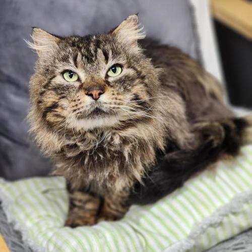 🐟 Mahi-Mahi 6469 🐟