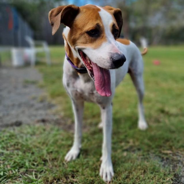 Photo of Indi