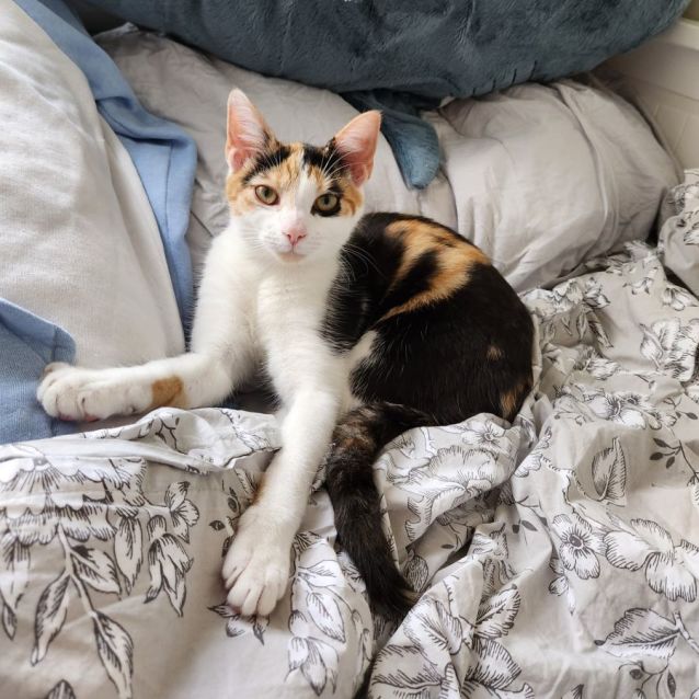 Photo of Bella ^^Dandy Cat Rescue^^