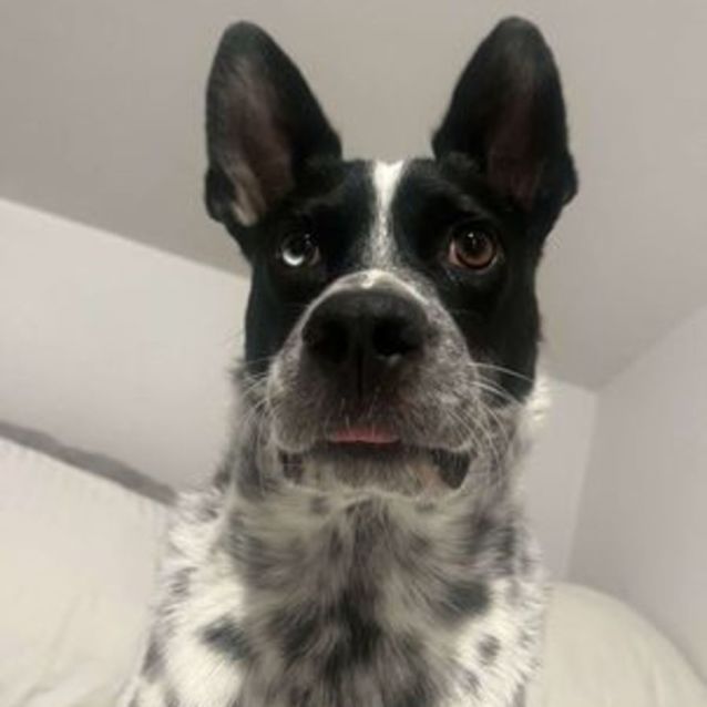 Photo of Blue