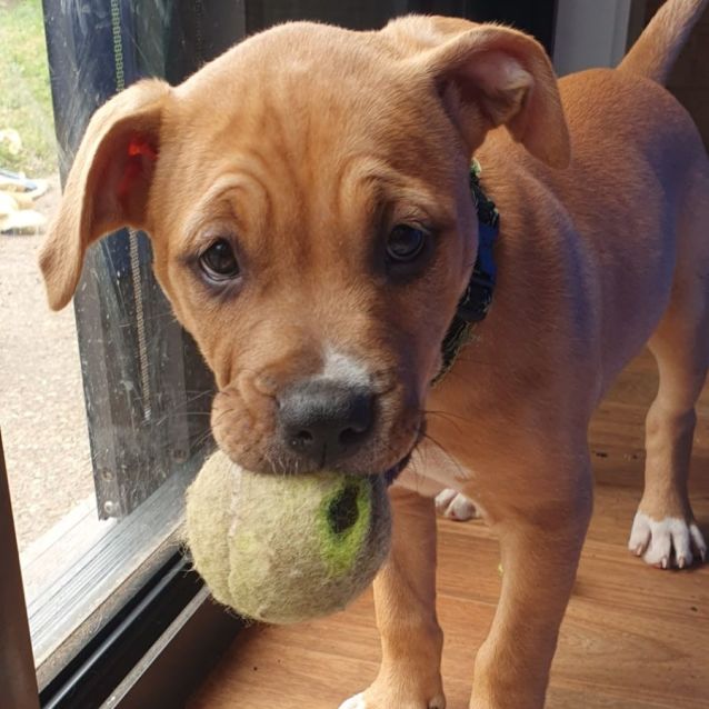Photo of Melon