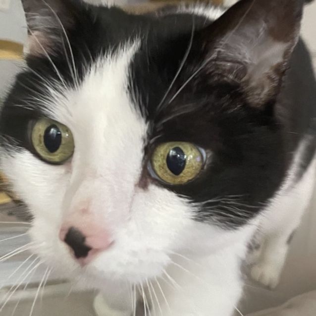 Photo of Kitten *9 Lives Project Rescue*