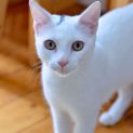 Photo of Alice