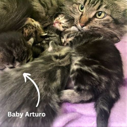 Arturo ^^Dandy Cat Rescue^^