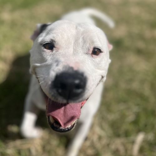 💕 Aleura C04787 💕