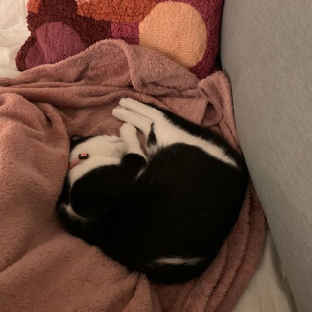 Photo of Badger ^^Dandy Cat Rescue^^