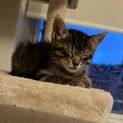 Photo of Ranger