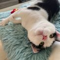 Photo of Puccini **2nd Chance Cat Rescue**