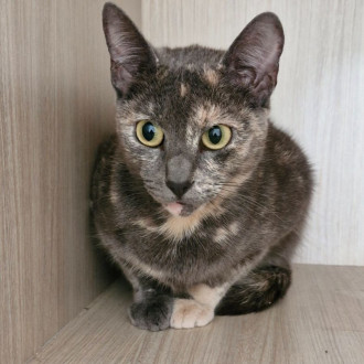 Female Domestic Short Hair Cat