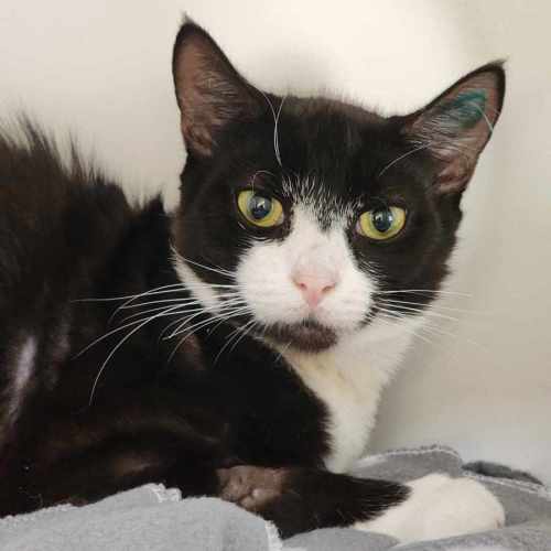 🎭 Morris 5863 🎭