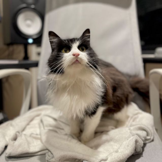 Mrs Fluffy Pants - Female Domestic Long Hair Cat in VIC - PetRescue