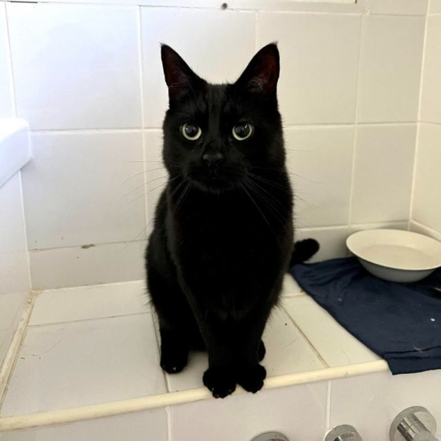 Photo of Phoenix