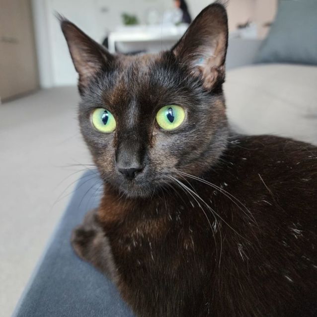 Photo of Midnight