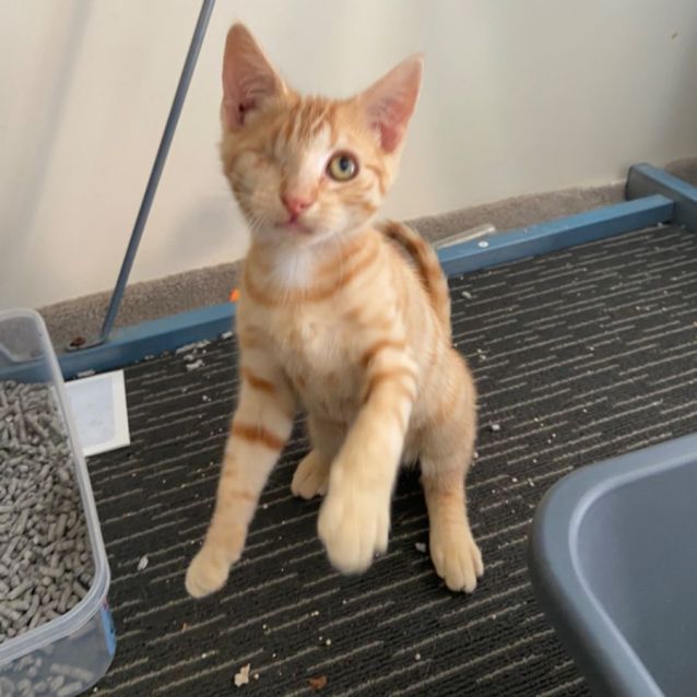 Photo of Captain Jack Sparrow