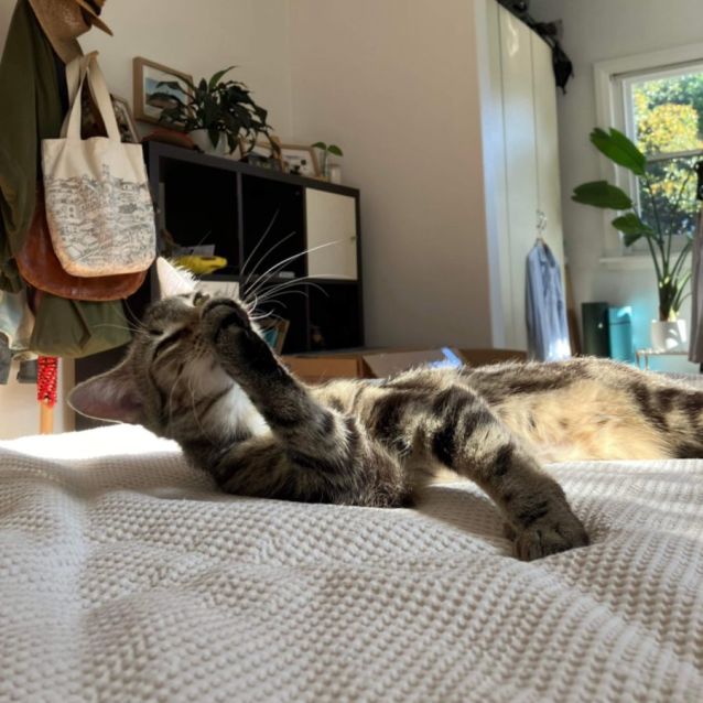 Photo of Furry Styles And Zeperella