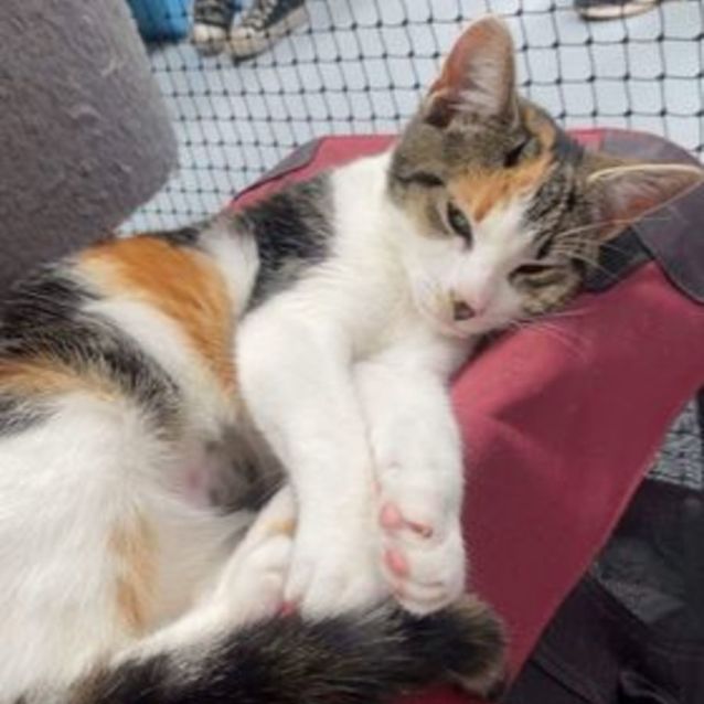 Photo of Ella **2nd Chance Cat Rescue**