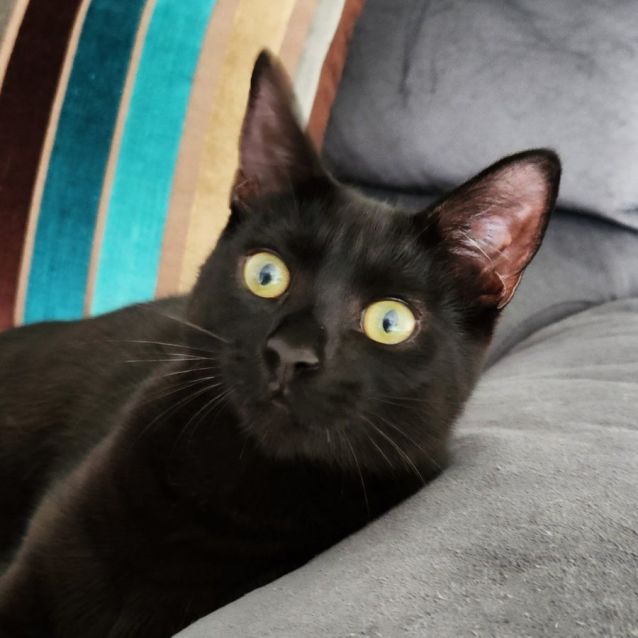 Photo of Licorice ^^Dandy Cat Rescue^^