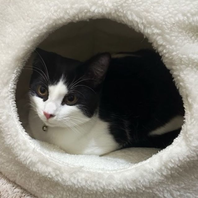 Photo of Badger ^^Dandy Cat Rescue^^