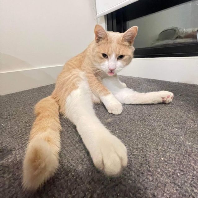 Photo of Mushi George